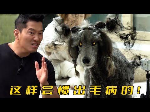 偏心媽媽非要養兩條狗，看見打架也不阻止，訓犬師建議給狗換個主人