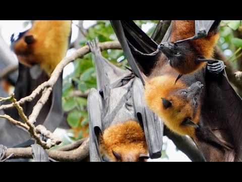 #EP10. Grey-headed flying fox Animal Live naturally beautifully.