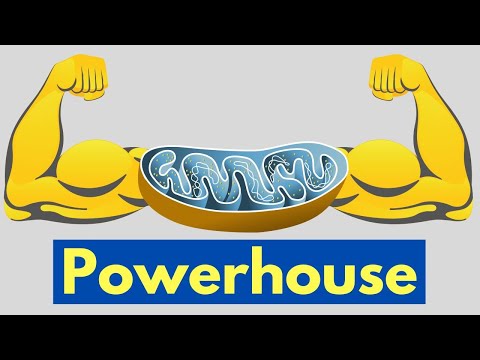 3 Impressive Reasons Mitochondria are the POWERHOUSE of the Cell