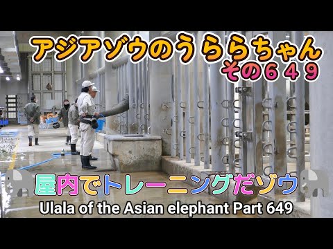 アジアゾウのうららちゃん（６４９）🐘屋内でトレーニングだゾウ🐘（東山動植物園）Ulala of the Asian elephant Part 649