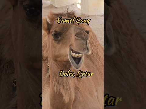 Camel Souq, Doha - Qatar #camel souq #findinggspots