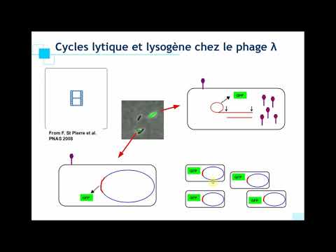 L2 Microbio - Phage Lambda et Covid-19 v2