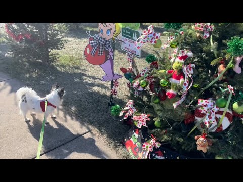 Chihuahuas Christmas tree adventure!