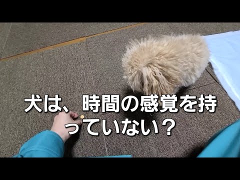 飼い主が知っておきたい！犬が時間の感覚を持っていない理由とは？【犬の豆知識】