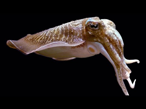 Facts: The Common Cuttlefish