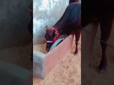 #shortvideo #cowvideos