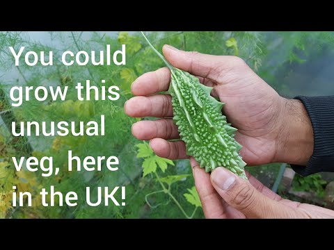 Grow bitter gourd (karela/ampalaya) in the UK - shokher bagan - homegrown Bangladeshi vegetables