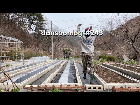 Korea's spring rural life vlog 245) My small workplace