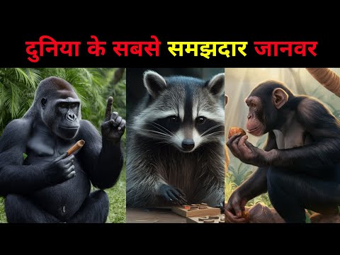 दुनिया के सबसे समझदार जानवर | The smartest animals in the world