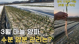 월동기 후 마늘,양파 수분, 양분관리는?