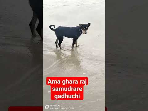 Dog in sea beach