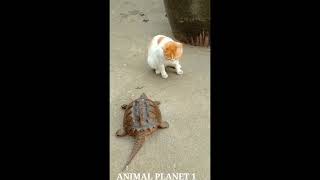 turtle vs cat                #Wildlifevideo, #Wildlife, #Nature, #Wildlife Scenery#Amazing Wildlife