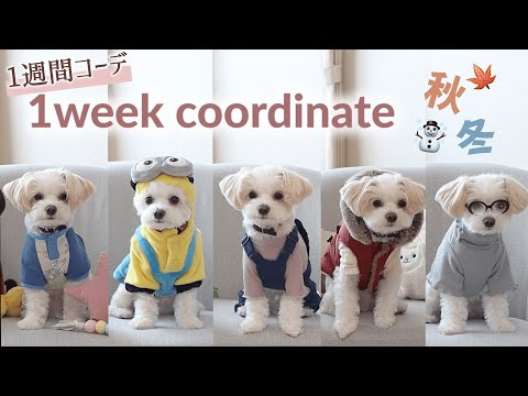 【犬服】チワプーの1週間コーデを組んだら可愛すぎた♪おすすめの秋冬服！！シーン別にご紹介【＃078】Coordination of dog clothes