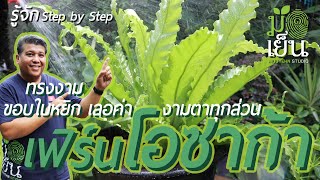 เฟิร์นโอซาก้า ทรงงาม ขอบใบหยิก เลอค่า งามตาไปทุกส่วน Victoria bird's nest fern