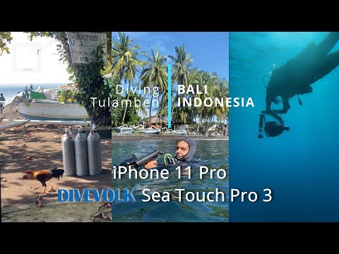 Shark and Barracudas in Tulamben  - iPhone 11 Pro / Divevolk, Underwater video.