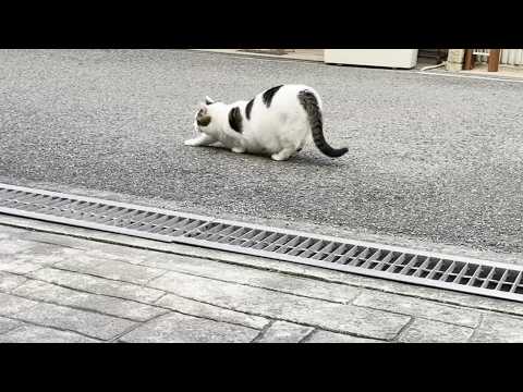 Mamedaifuku is rubbing his belly against the ground as he walks on his first walk of the new year.