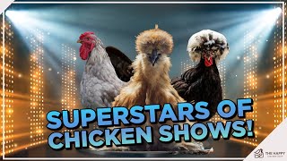 10 Best Chicken Show Breeds (And Why They’re a Keeper!)