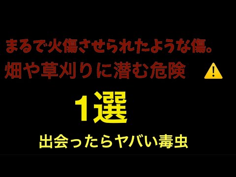 悪魔！の毒虫にヤラレました。。草刈り注意⚠️