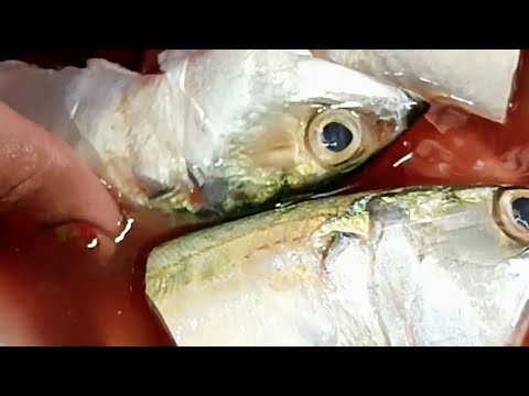 How to clean/wash fish before cooking | मछली को साफ करने का सही तरीका #kkhushifoods #shorts