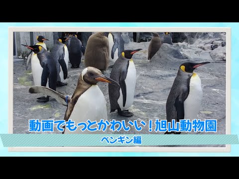 動画でかわいい！旭山動物園＜ペンギン編＞