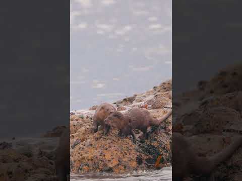 European Otter mother and cub, grooming and fishing for food. #shorts #otter #sealife #scotland