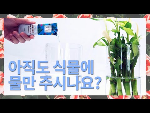 아직도 수생식물에 물만 주시나요?