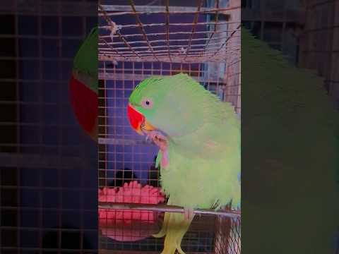 My parrot is angry 😰 #parrot #parrotlover #shorts #shortfeed #shortvideo