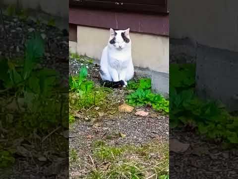 ショート769【寒くなったねぇ】#😺#猫