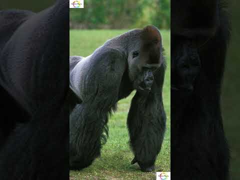 Truths About Silverback Gorillas You Won't Believe #shorts #shortsfeed #facts #weirdanimals