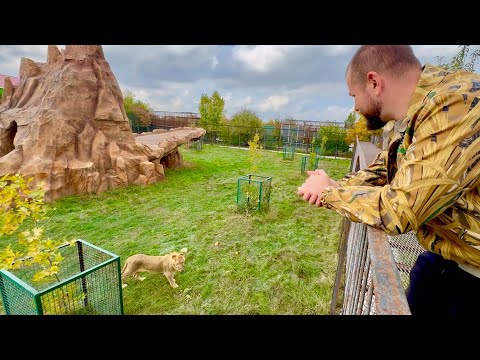 Львенок Рыжик УЗНАЛ доктора Василия, который спасал его, а также о родившей львице и льве Шерхане!