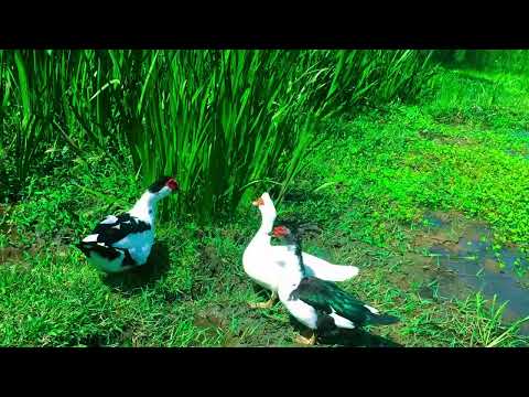 "Exploring the Beautiful World of Ducks 🦆"