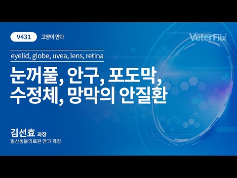 [베터플릭스][고양이 안과] 눈꺼풀, 안구, 포도막, 수정체, 망막의 안질환(eyelid,globe,uvea,lens,retina)