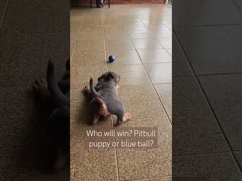 My bet is Goku #dog #baby #puppy #family #vacation #Brazil #shorts #cute #travel #subscribe #sub