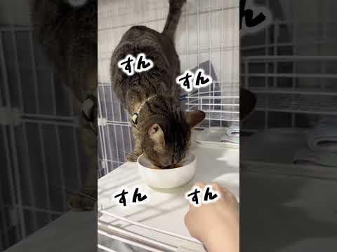 ももちゃんの日常。#保護猫