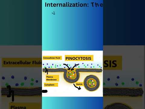 What are the two types of Endocytosis?(part 2)| Pinocytosis| #trending #shorts #viral #pinocytosis