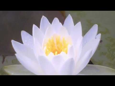 Change Your Life with 3 minutes fast chanting Daimoku