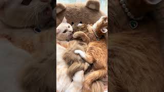 三匹の猫の世界#The World of Three Cats#かわいいねこ家族暮らし#cutest cat family