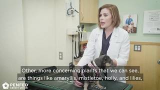 Plants That Could Harm Your Pets