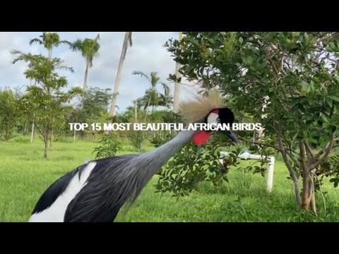 Top 15  Most Beautiful African Birds/Nature Beauty Videos