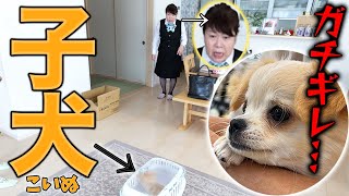 【ガチギレ•••】絶対に犬を飼わないと言っているオカンの家に子犬を連れて行ってみたw w w