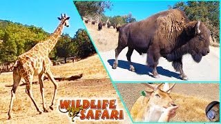 Wildlife Safari, Oregon | Drive Through 600 Acre Safari - Animals Roam Free!!!