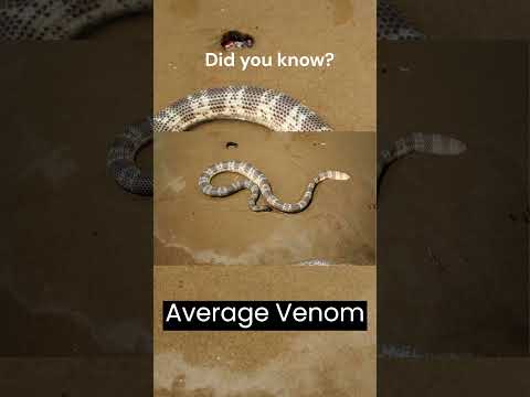 top 5 venomous snakes in the world| most venomous snakes