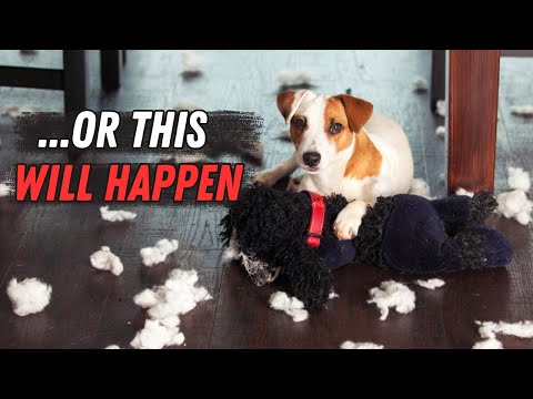 NEVER do THESE to your Jack Russell (Biggest Mistakes)