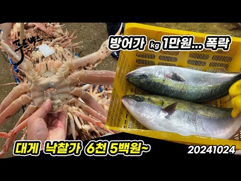 오늘  뭔일이래~ 갑자기 방어가 1만원으로  폭락...  대게 6,500원 낙찰!!! 10월  24일  노량진 수산시장