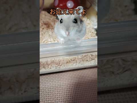 可愛すぎるハムスター（ピク）#ハムスター #hamsters #ジャンガリアンハムスター #可愛い #癒し#なでなで