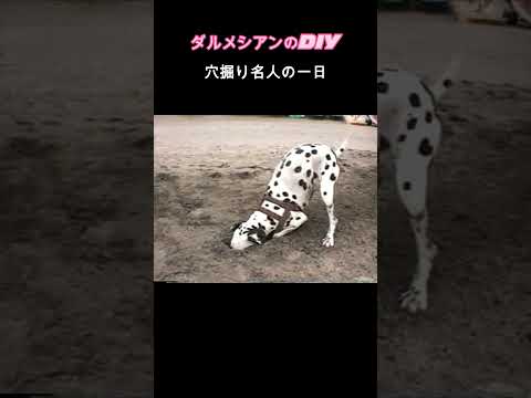 ダルメシアンのDIY  穴掘り名人の一日　 #犬#ダルメシアン#ペット