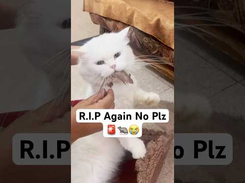 R.I.P Not this time 🚨😭 #shorts #dog #husky #trendingsongs #cat