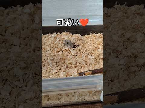 仮住まい中のハムスター（ピク）#ハムスター #仮住居#可愛い#癒し#アザラシ#hamsters #手乗りハムスター