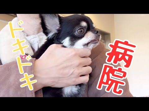 下痢ピーで薬をもらいに行きました#チワワ #犬#下痢