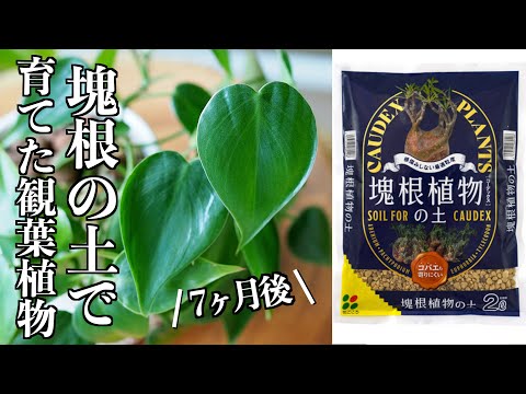 「塊根植物の土」で育てた観葉植物｜7ヶ月後の成長報告【花ごころ】